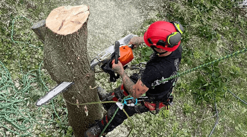 Homme coupant un tron d'arbre